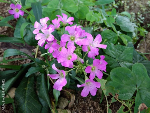  Pink Garden Flower, Cianjur, Indonesia - 2020 photo