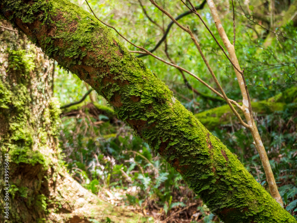 moss in the forest moss in the forest