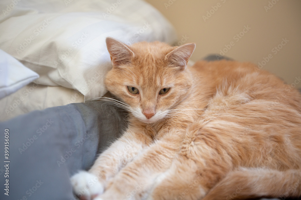 Tabby Cat on Bed Sleeping
