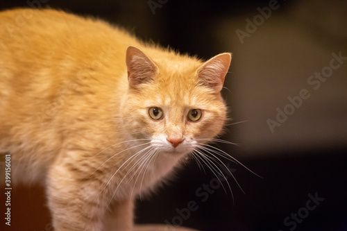 Close Up Portrait of Tabby Cat   © Drew