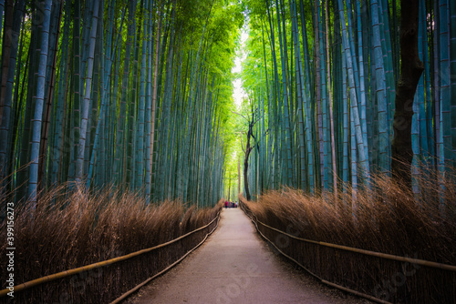 Bamboo forest in Arashiyama near Kyoto.Japan
