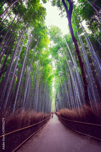 Bamboo forest at Arashiyama in Kyoto.Japan