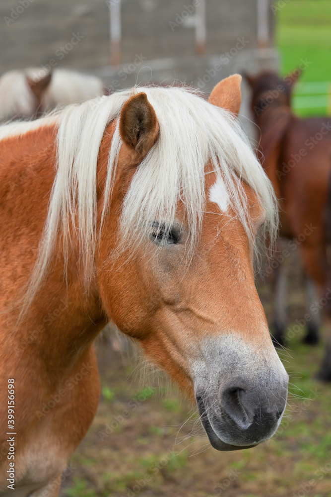 Fototapeta premium Beautiful horse portrait in the paddock.
