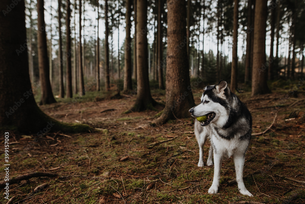 Husky Mischling spielt mit Ball im Wald 