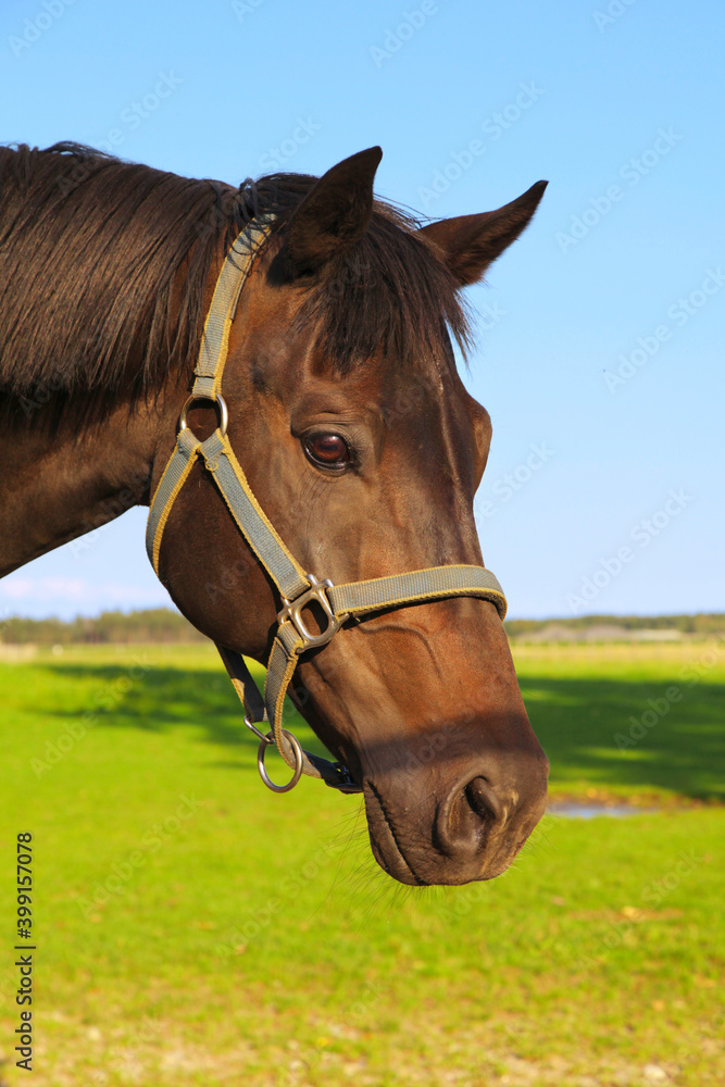 Beautiful horse portrait in the paddock. Beautiful horse portrait in the paddock.