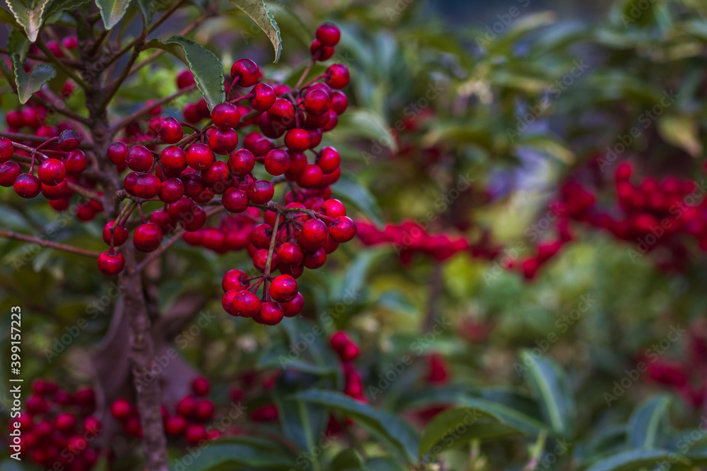 Red ball flower, ardisia crenata Red ball flower, ardisia crenata