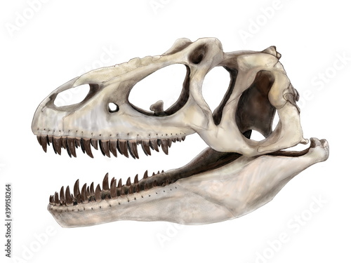 ジュラ紀後期の恐竜、アロサウルス・アトロクスの頭蓋骨再現想像図。肉付けするための下絵を基に頭骨を描いたオリジナル画像もの。  © Mineo