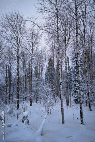 picturesque view of endless winter forest covered with fresh snow, christmas time concept 