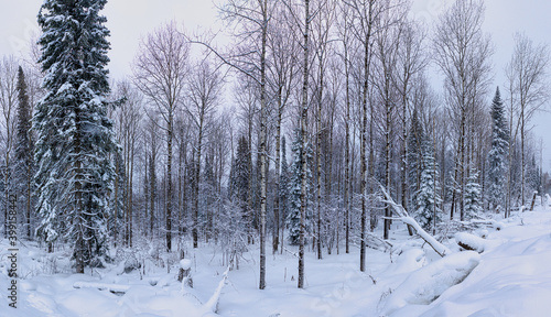picturesque view of snow-covered forest at cold winter day 
