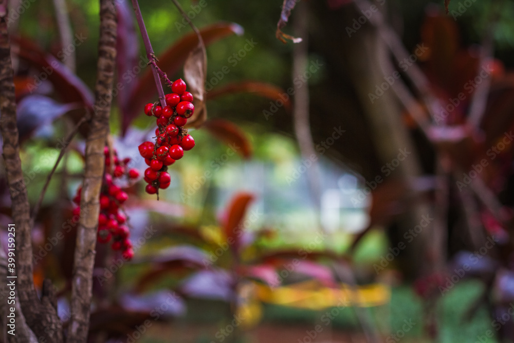 Red ball flower, ardisia crenata Red ball flower, ardisia crenata