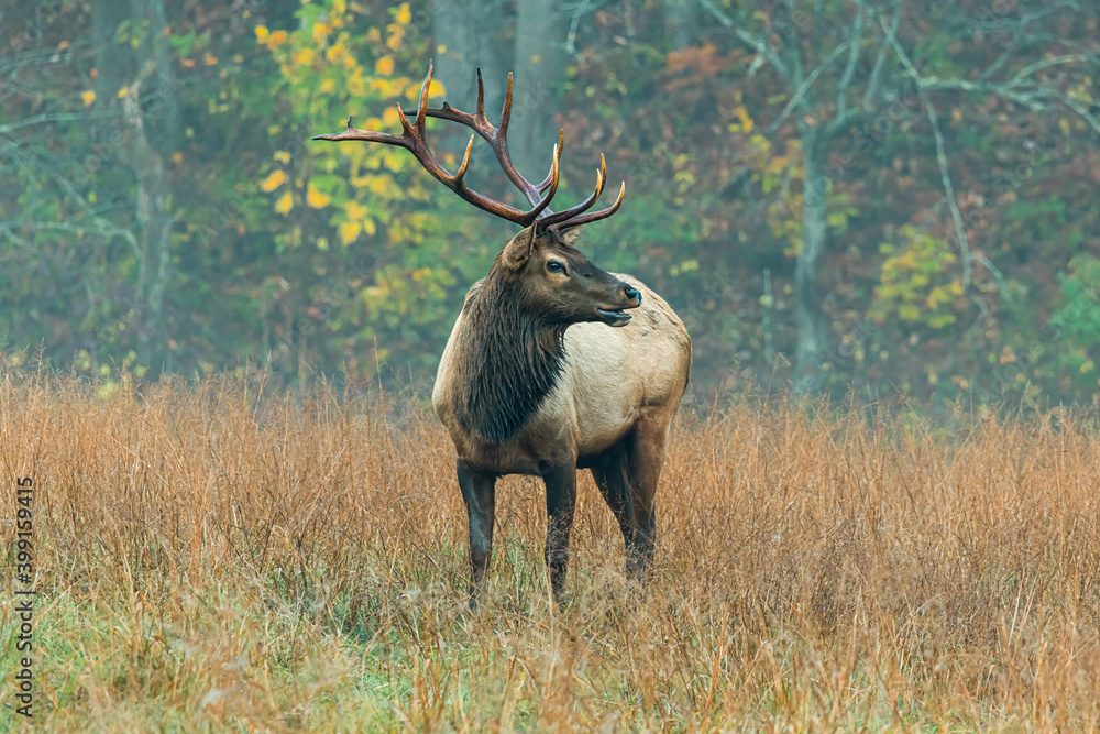 Bull Elk Looking Sideways