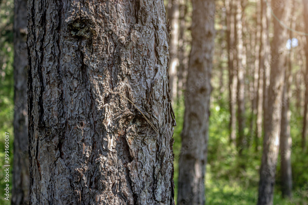 Close up of pine tree in the forest. Detailed bark texture of conifer evergreen tree in the woods. Blurred nature background, copy space for text.