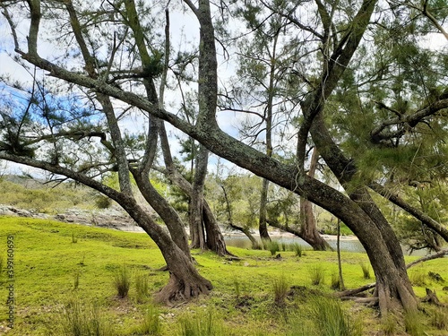 Casuarina trees of the riverbank, NSW, Australia