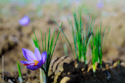 Fresh purple saffron flowers in a field during flowering photo