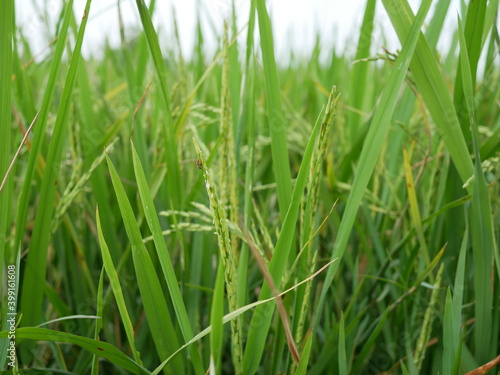 rice in the rice field texture background.