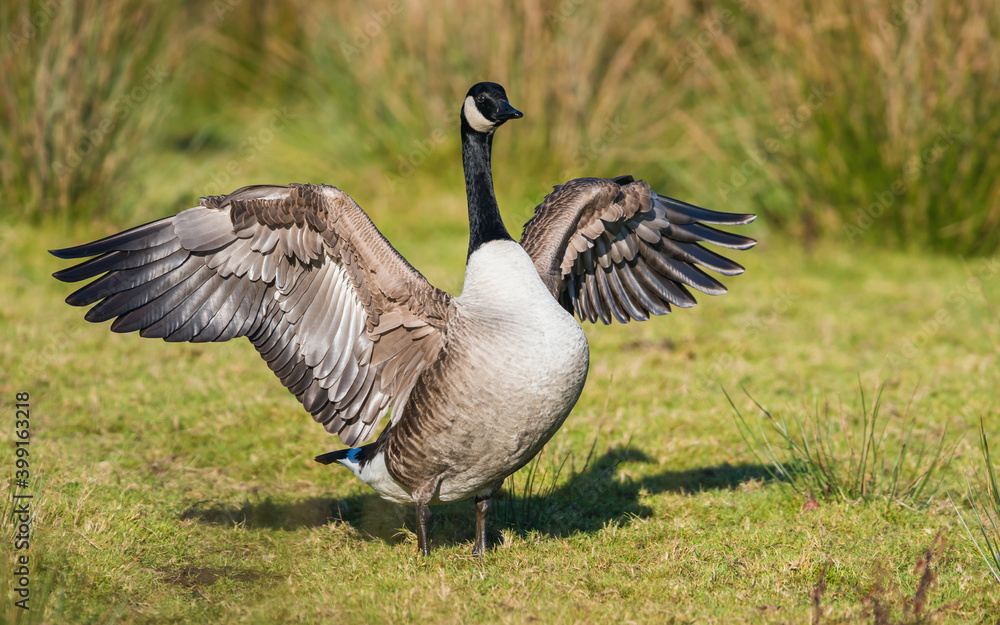 Canada Geese, Canada Goose (Branta canadensis) in environment Canada Geese, Canada Goose (Branta canadensis) in environment