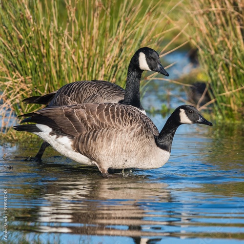 Canada Geese, Canada Goose (Branta canadensis) in environment