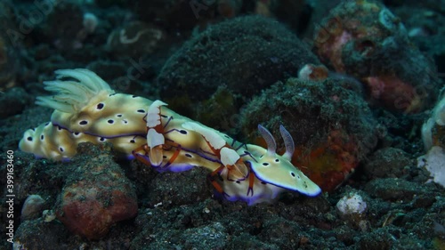 Sea slugs Hypselodoris pulchella and Hypselodoris tryoni and a couple of shrimps -Zenopontonia rex. Underwater macro life of Tulamben, Bali, Indonesia. photo