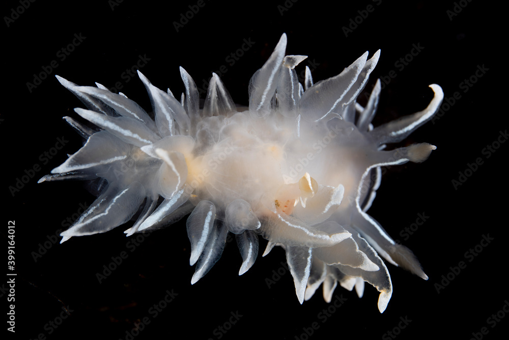 Frosted Nudibranch (Dirona albolineata) Frosted Nudibranch (Dirona albolineata)