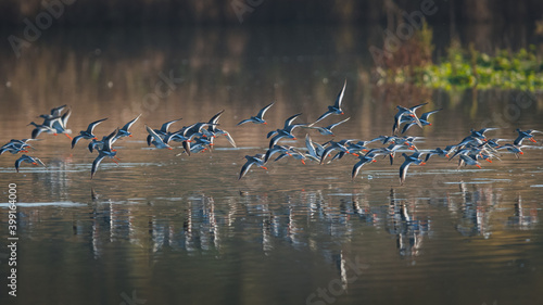 Fotografie, Obraz Common Redshank, Redshank, Tringa totanus - birds in the flight in the sunrise