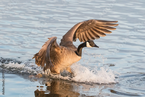 Canada goose making a landing on the lake