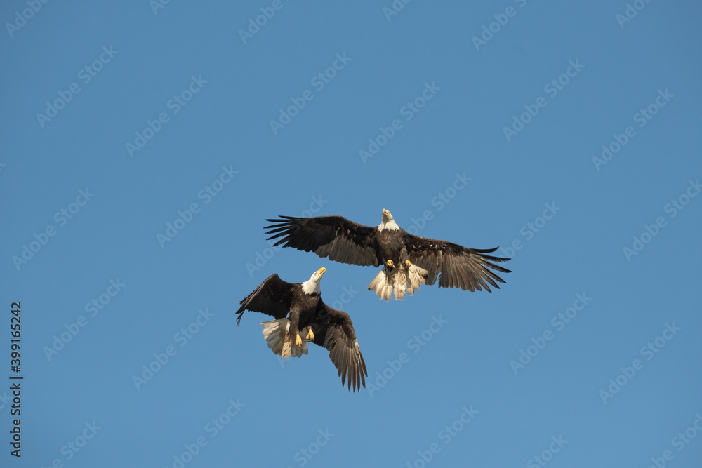 Obraz premium 2 bald eagles above in the blue sky