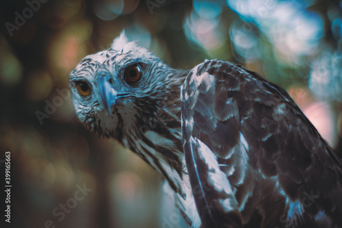 close up of a eagle