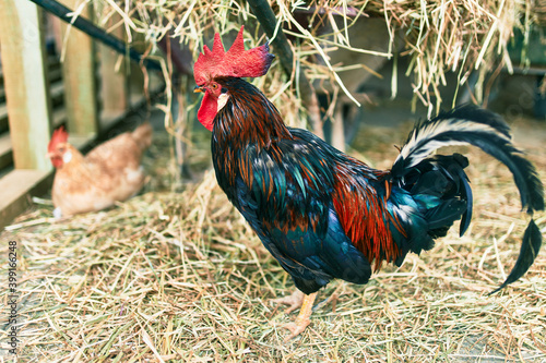 Adorable rooster at the farm. photo