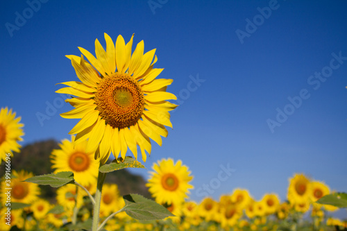 Sunflower with blue back of the sky