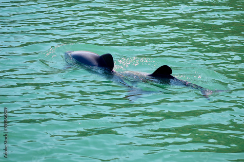 Hector's Dolphins showing rounded back dorsal fin