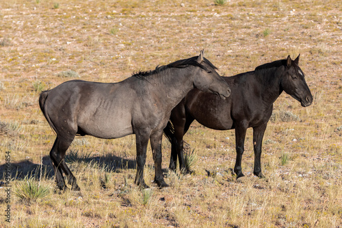 "Bachlor Stallions" © scottevers7