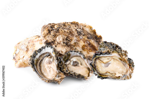 fresh oysters an isolated on white background