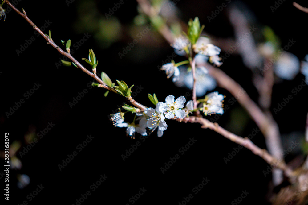Spring scene when flowers peach blossom in ethnic minority villages in Dong Van, Ha Giang Spring scene when flowers peach blossom in ethnic minority villages in Dong Van, Ha Giang