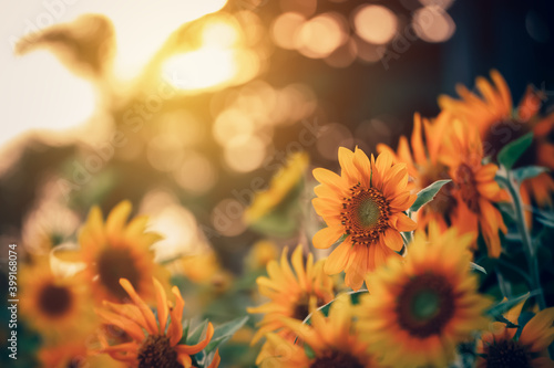 field of blooming sunflowers and light of sun in the morning. © Charnchai saeheng