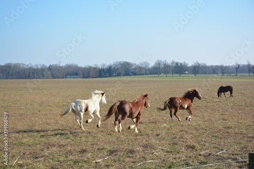 group of horses © Vito Natale NJ USA