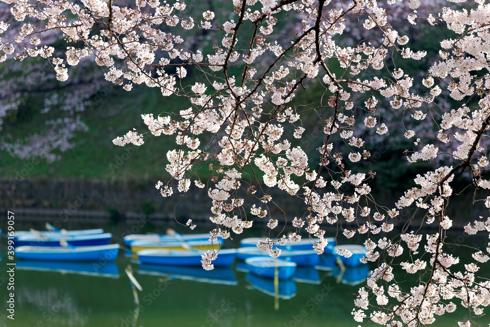 Scenery of flourishing cherry blossom trees blooming on a beautiful spring morning and rowboats parking on emerald water of the canal under beautiful Sakura trees in Chidorigafuchi Park, Tokyo, Japan