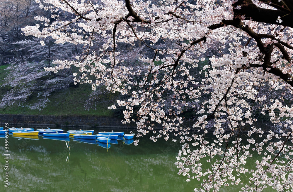 Scenery of flourishing cherry blossom trees blooming on a beautiful spring morning and rowboats parking on emerald water of the canal under beautiful Sakura trees in Chidorigafuchi Park, Tokyo, Japan