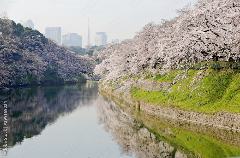 Scenery of amazing cherry blossom trees ( Sakura ) blooming vibrantly by the moat and reflected in the water in Chidorigafuchi Urban Park, with landmark Tokyo Tower in background in Tokyo, Japan Scenery of amazing cherry blossom trees ( Sakura ) blooming vibrantly by the moat and reflected in the water in Chidorigafuchi Urban Park, with landmark Tokyo Tower in background in Tokyo, Japan