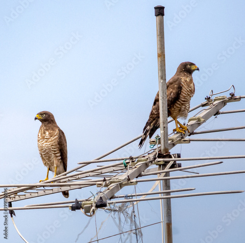 gavião-carijó (Rupornis magnirostris)