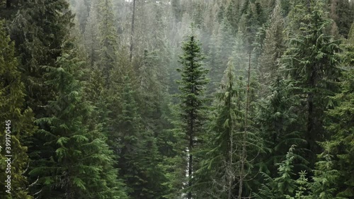 Drone through the pine trees in a foggy forest in the pacific northwest photo