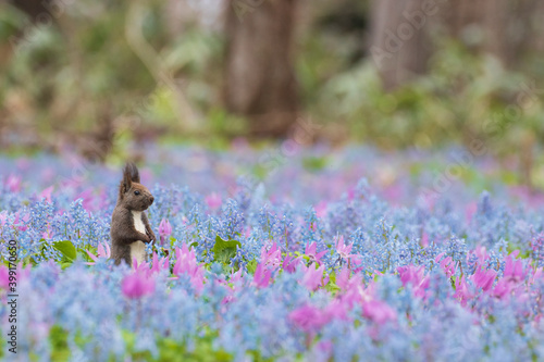 カタクリとエゾリス photo