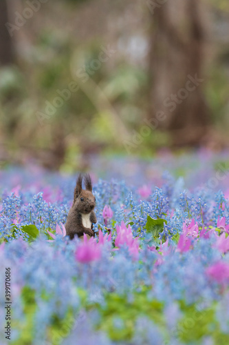 Wallpaper Mural カタクリとエゾリス Torontodigital.ca