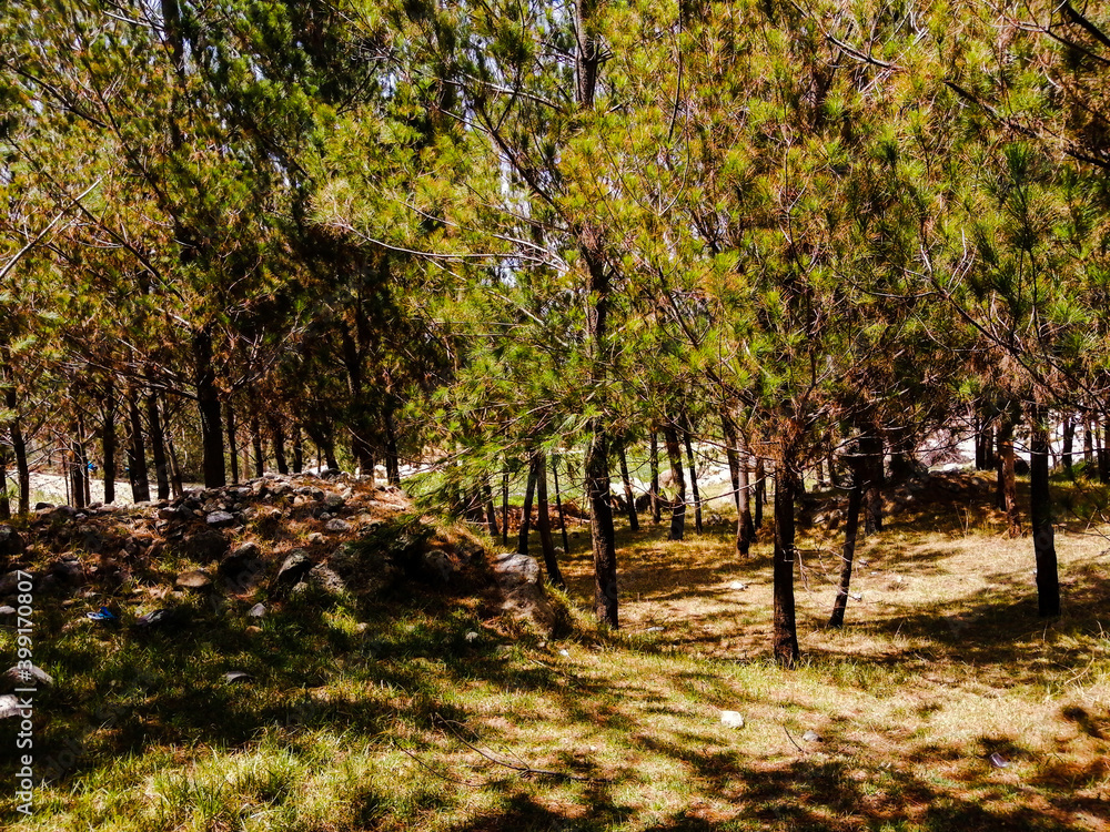 Naklejka premium autumn in the forest