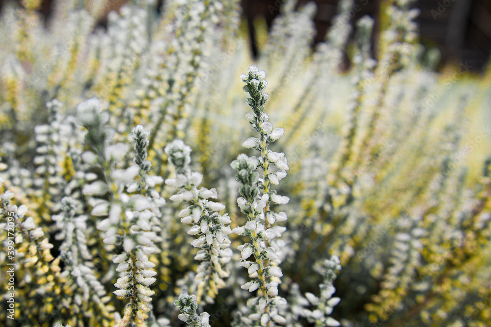Bright colorful blooming heather Calluna vulgaris on toning in Ultimate Gray and Illuminating color. Trendy creative design in color of 2021. Selective focus. Bright colorful blooming heather Calluna vulgaris on toning in Ultimate Gray and Illuminating color. Trendy creative design in color of 2021. Selective focus.