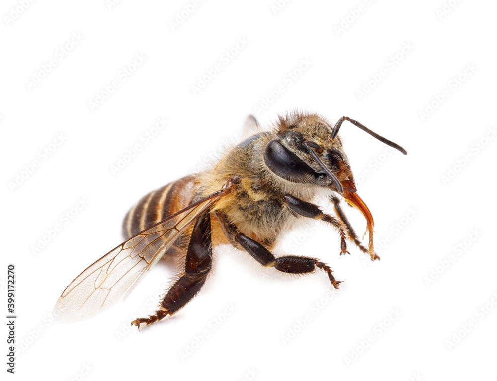 Honey bee isolate on white banner background, bee products by organic natural ingredients concept Honey bee isolate on white banner background, bee products by organic natural ingredients concept