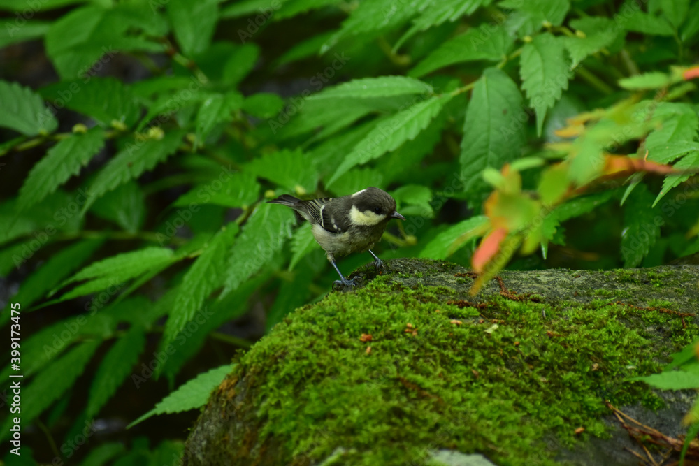 Obraz premium 苔の石に立つ夏のヒガラ