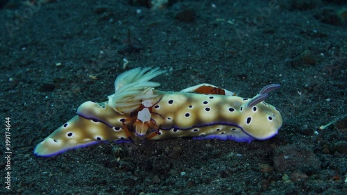 Sea slugs Hypselodoris pulchella and Hypselodoris tryoni and a couple of shrimps -Zenopontonia rex. Underwater macro life of Tulamben, Bali, Indonesia. photo