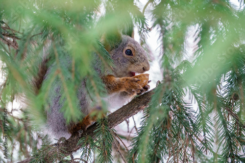 The squirrel with nut sits on a fir branches in the winter or late autumn