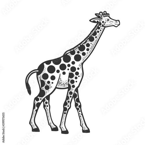 Fototapeta Naklejka Na Ścianę i Meble -  Giraffe animal with circles spots sketch engraving vector illustration. T-shirt apparel print design. Scratch board imitation. Black and white hand drawn image.