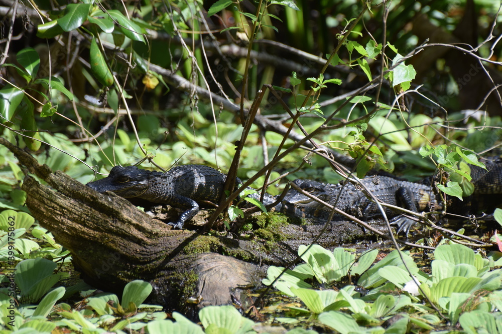 Obraz premium alligator